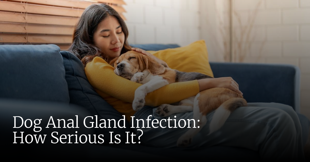 Dog Anal Gland Infection: When It’s an Emergency and How to Respond