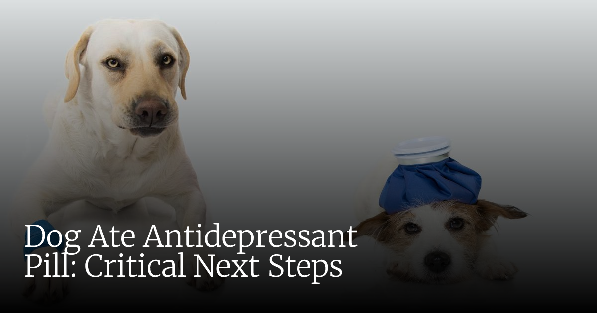 Dog Ate Antidepressant Pill? Critical Emergency Steps for Pet Owners