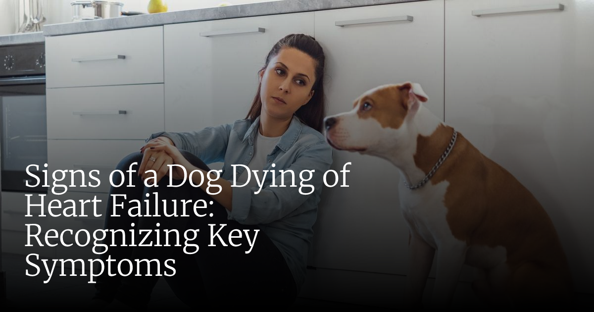 Signs of a Dog Dying of Heart Failure: Urgent Symptoms to Watch