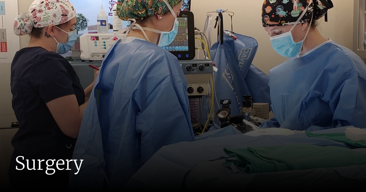 Surgery for Pets | GSVS Veterinary Emergency Care Toms River