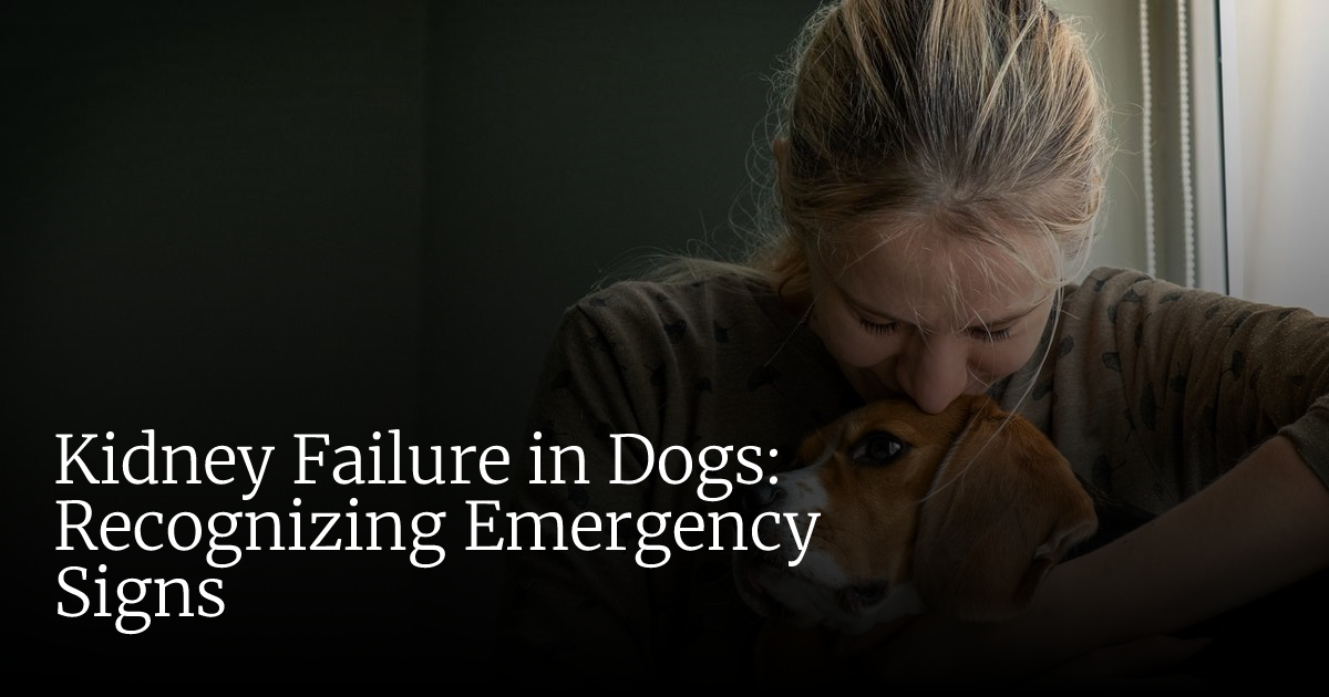 Kidney Failure in Dogs: Emergency Signs & What to Do Now