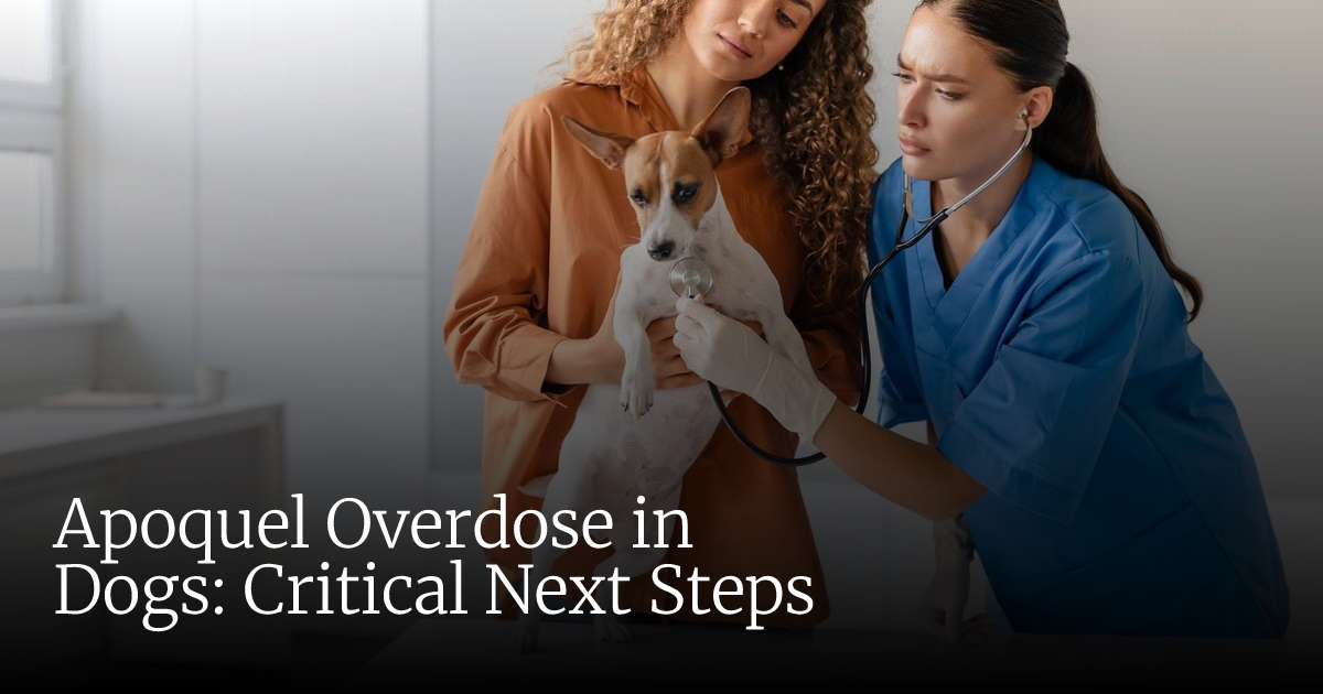 Apoquel Overdose in Dogs | Critical Steps & When It’s an Emergency
