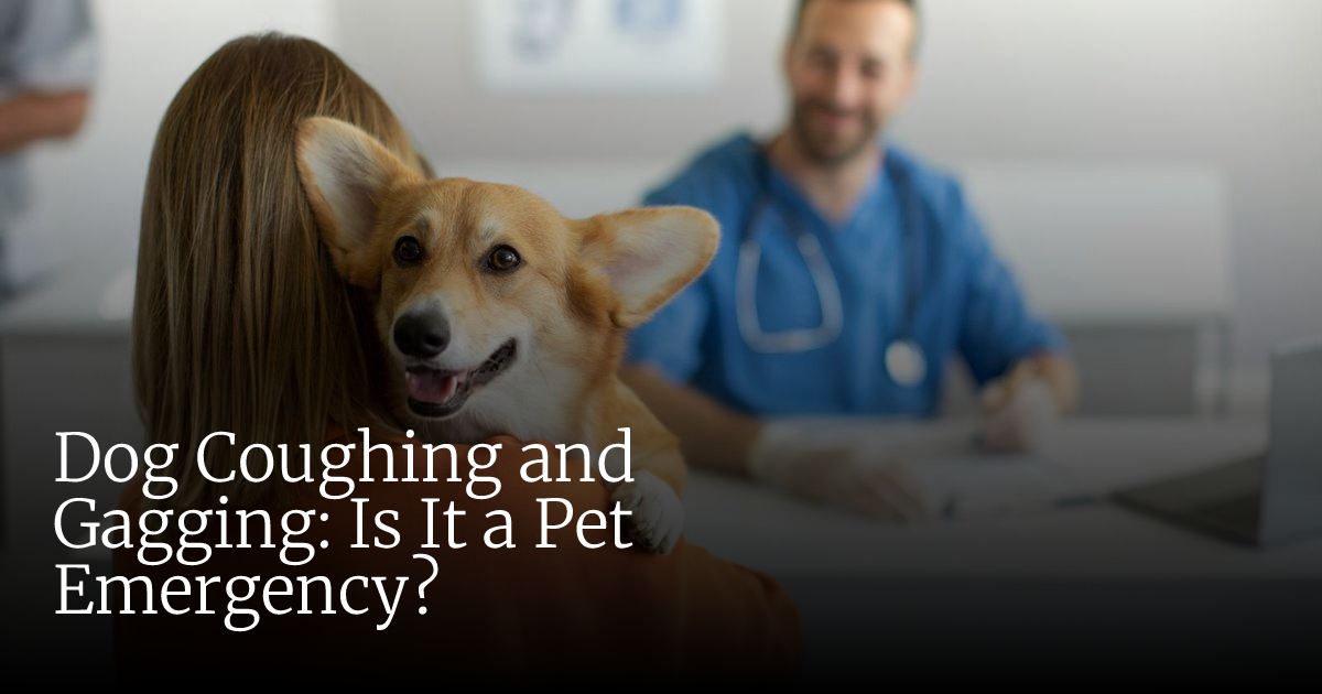 Dog Coughing and Gagging: Urgent Signs and When It’s an Emergency