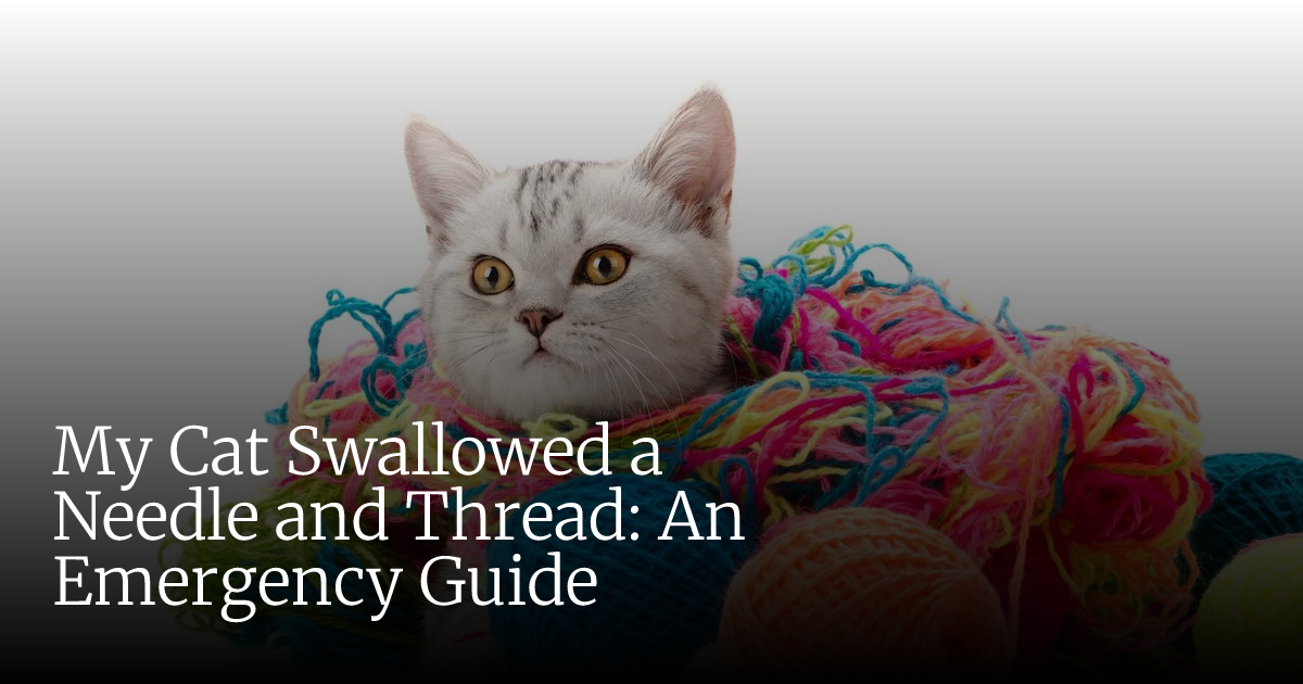 My Cat Swallowed a Needle and Thread: Emergency Steps and Critical ...