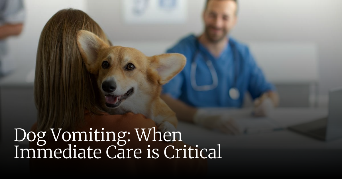 When to Take Dog to Vet for Vomiting: Vital Signs