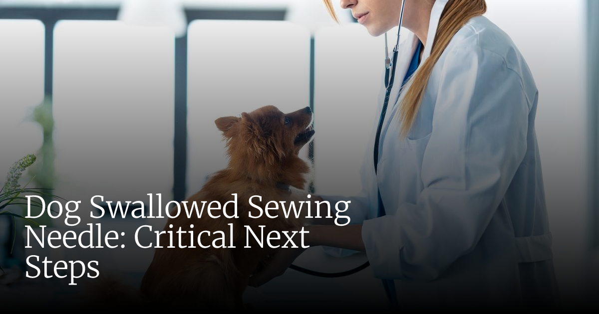 Dog Swallowed Sewing Needle: Critical Next Steps to Protect Your Pet