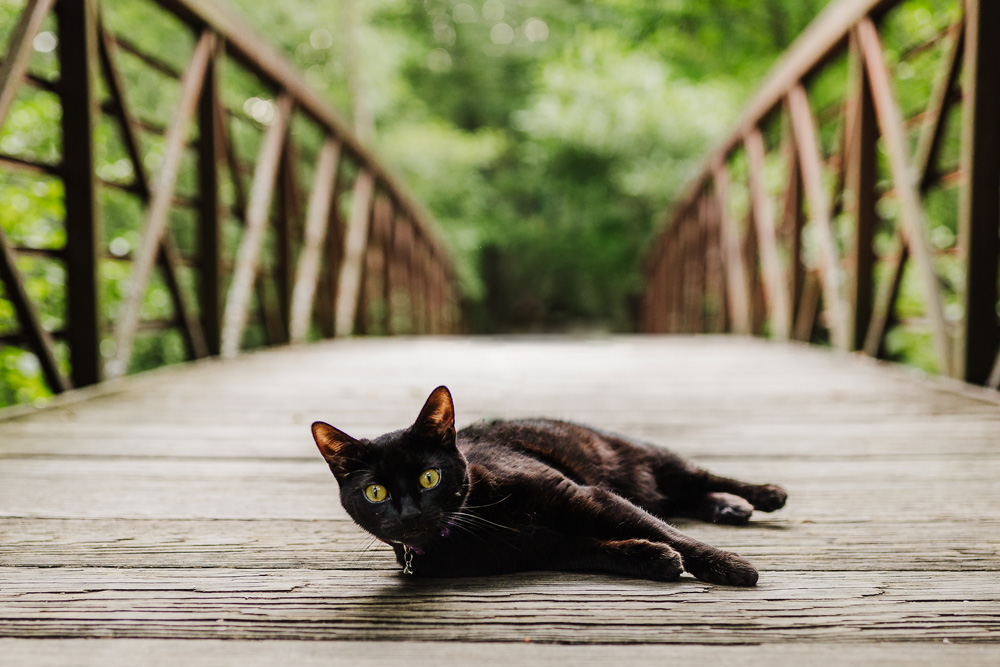 Cat on Wooden Park Bridge