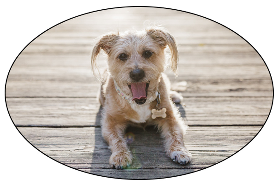 Cute dog on park bridge